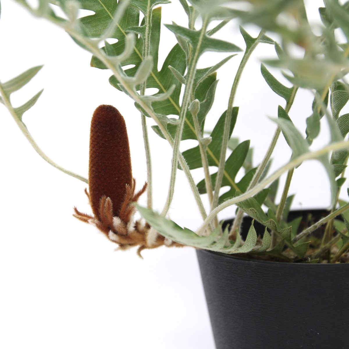 現品① パンクシア ブレクニフォリア | 多気園芸 Online Shop