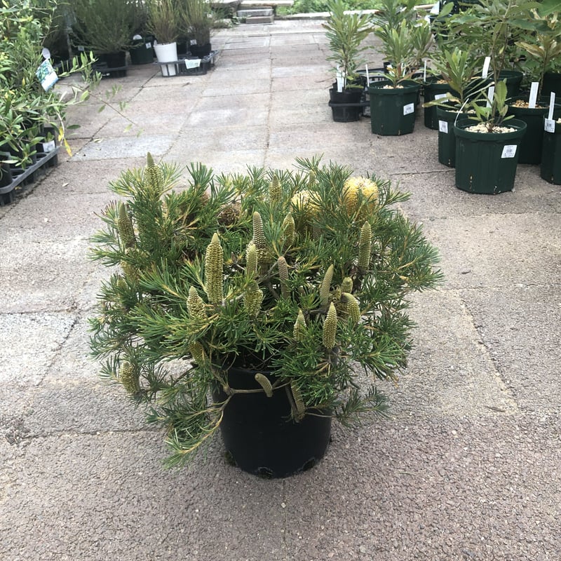 ② バンクシア　バースデーキャンドル　5号 ザ・ファームセレクト]バンクシア：バースデイキャンドル 5号