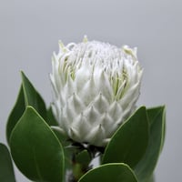 難有り！ プロテア クリームミンク 5号 | 多気園芸 Online Shop