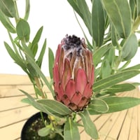 ② プロテア スペシャルピンクアイス 2輪 | 多気園芸 Online Shop