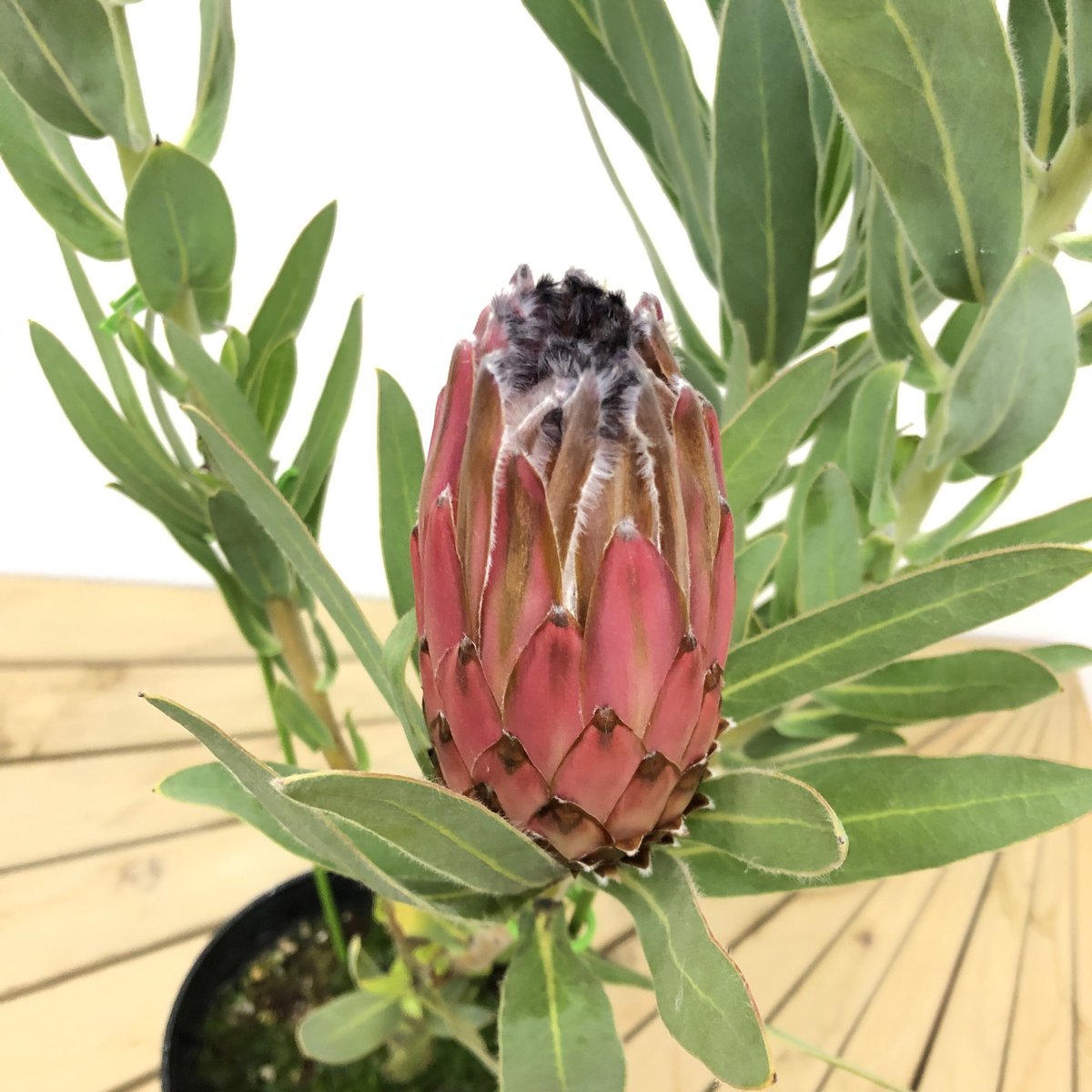 特価！プロテア オーストラリスピンク 5号 1輪 ② | 多気園芸 Online Shop