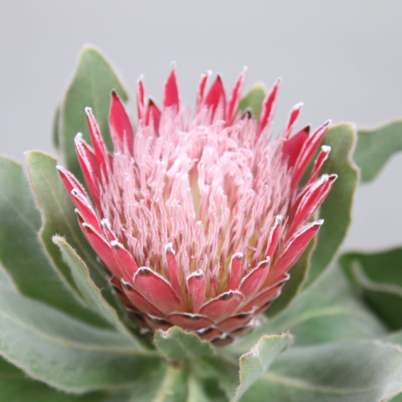 プロテア ピンクプリンセス | 多気園芸 Online Shop