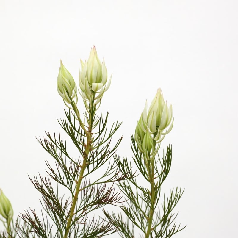 セルリア ブラッシングブライド 5号 | 多気園芸 Online Shop