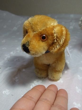 シュタイフダックス子犬 o-329 | Ivy
