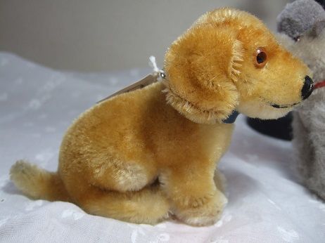 シュタイフダックス子犬 o-329 | Ivy