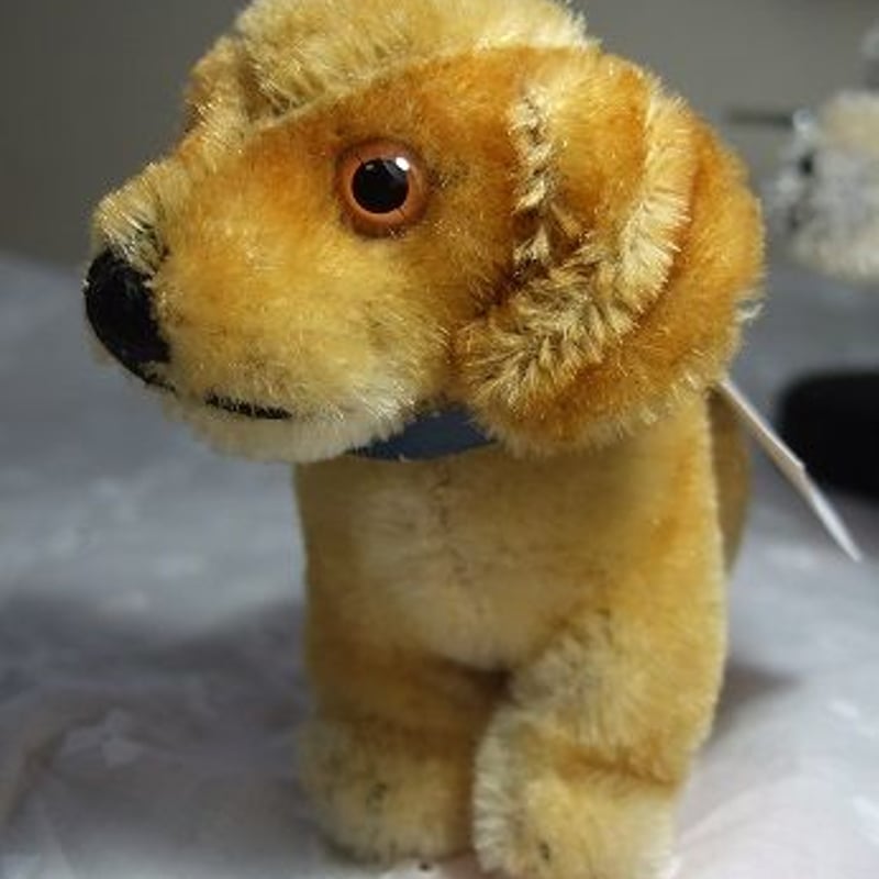 シュタイフダックス子犬 o-329 | Ivy