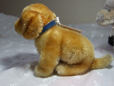 シュタイフダックス子犬 o-329 | Ivy