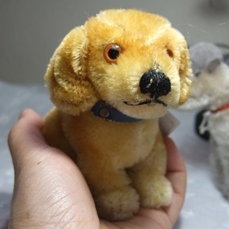 シュタイフダックス子犬 o-329 | Ivy シュタイフダックス子犬 o-329 | Ivy