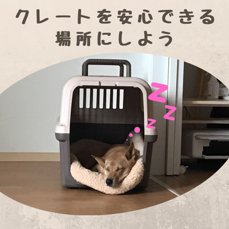 Richell（リッチェル）ペットキャリー　ダブルドア　ダークブラウン　Mサイズ