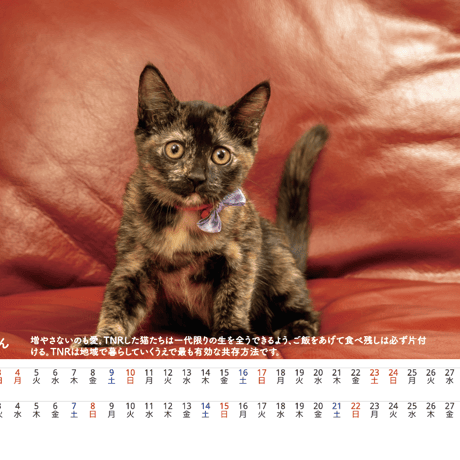 2024年チャリティー保護猫カレンダー 卓上ポストカードサイズ