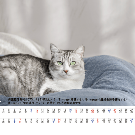 2024年チャリティー保護猫カレンダー 卓上ポストカードサイズ