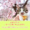 60家サポーター ~すべての猫に幸せな未来を~ みんなで繋ごう命のバトンプロジェクト 1口¥500〜