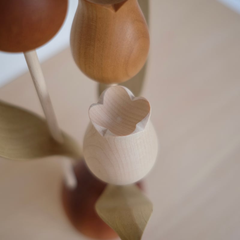 チューリップ 色違い | 大石浩介