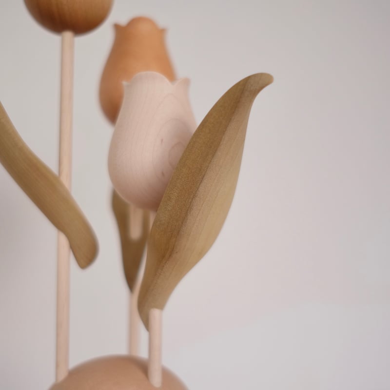 チューリップ 色違い | 大石浩介