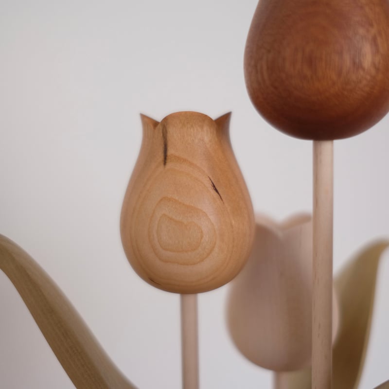 チューリップ 色違い | 大石浩介