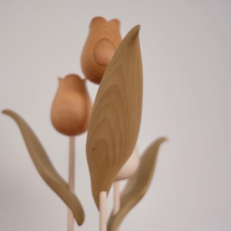 チューリップ チューリップ 色違い | 大石浩介