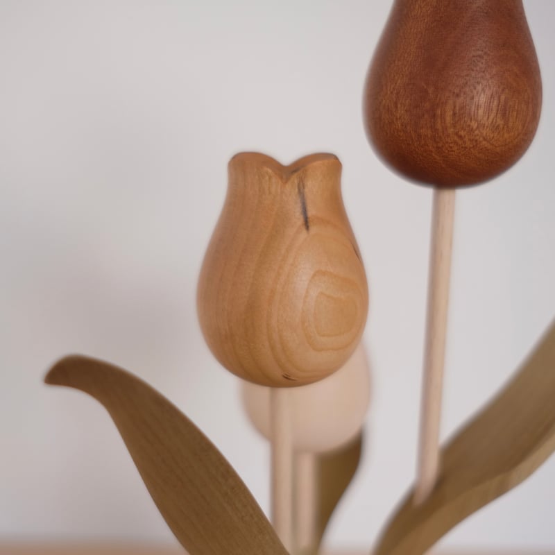 チューリップ 色違い | 大石浩介