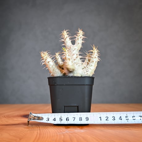Pachypodium makayense  / パキポディウム マカイエンセ 【微発根】