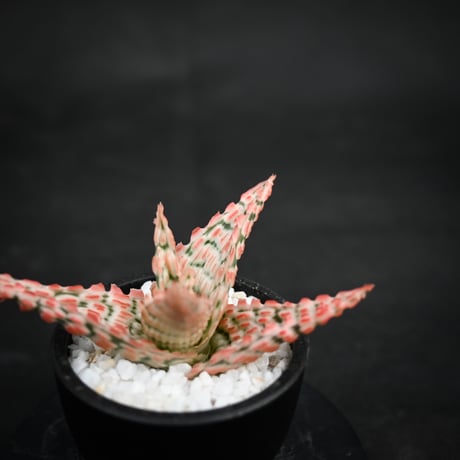 Aloe hybrid / アロエ ハイブリッド【微発根】