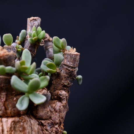 Ceraria pygmaea / ケラリア ピグマエア 【発根済】 [雌雄未判別]