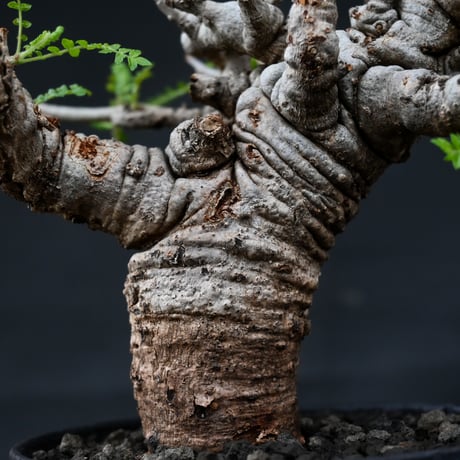 Boswellia neglecta / ボスウェリア ネグレクタ 【発根済】 +  信楽焼