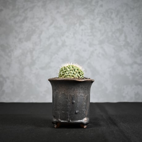 Strombocactus discifromis f. cristata / ストロンボカクタス ディシフォルミス 菊水 綴化 【自根】 + 信楽焼