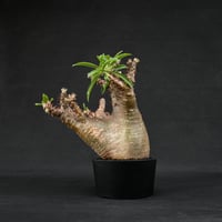 Pachypodium rosulatum var. makayense  / パキポディウム マカイエンセ 【発根済】