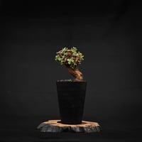 Ceraria pygmaea / ケラリア ピグマエア 【発根済】 [雌雄未判別]