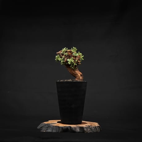 Ceraria pygmaea / ケラリア ピグマエア 【発根済】 [雌雄未判別]