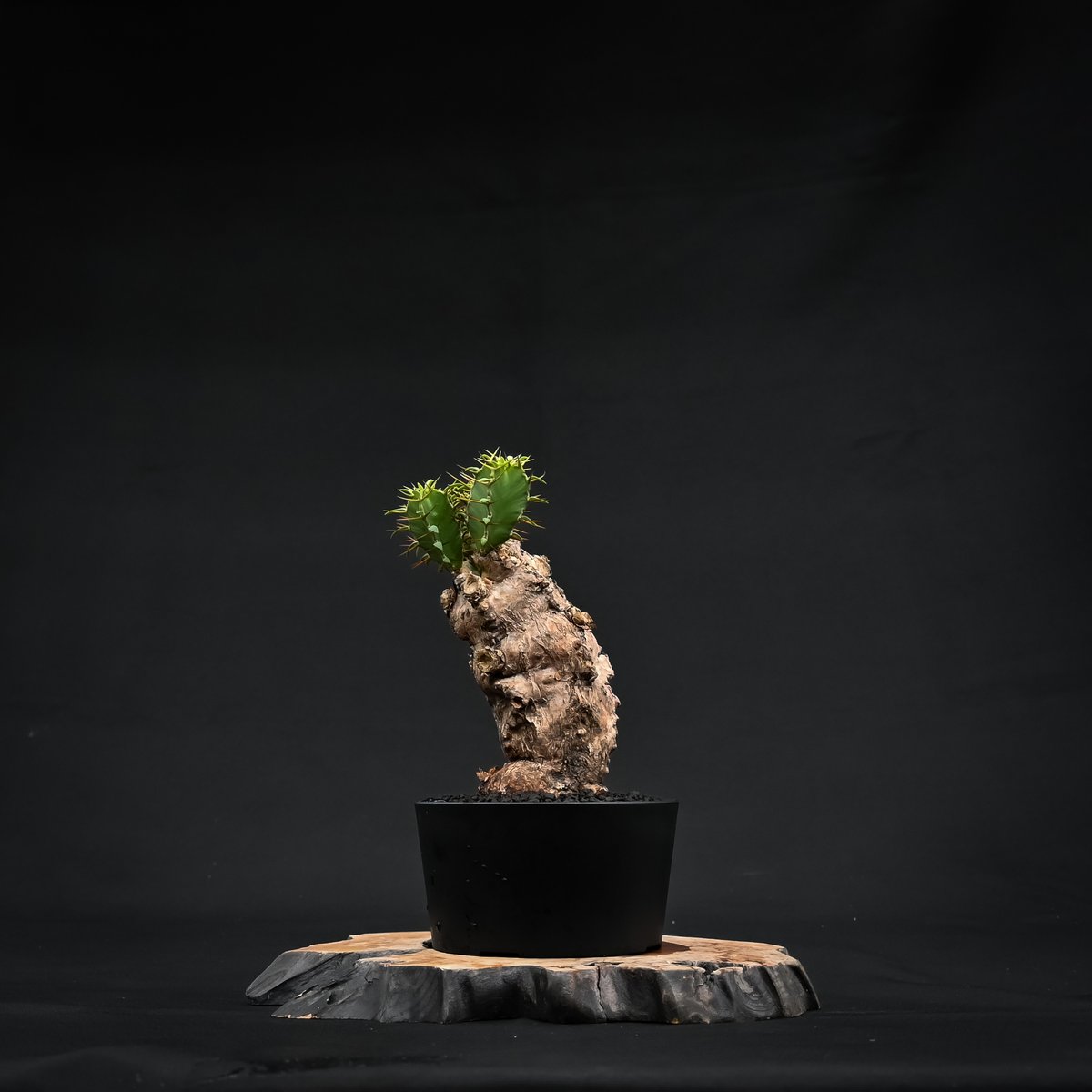 ムランジーナ発根済みです！ ユーフォルビア ムランジーナ 【発根済み