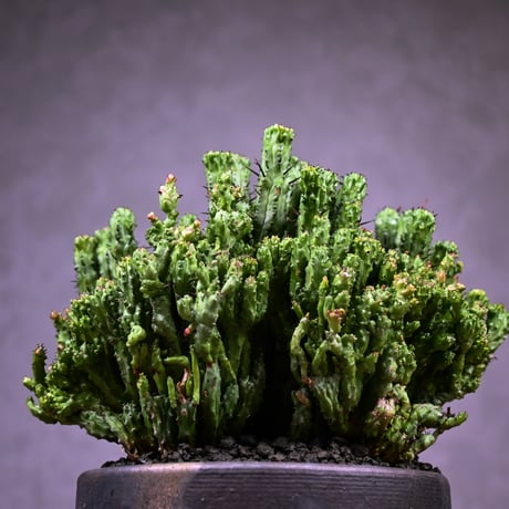 Euphorbia enopla f. monstrosa cristata / ユーフォルビア エノプラ 石化 綴化【実生】 + 信楽焼