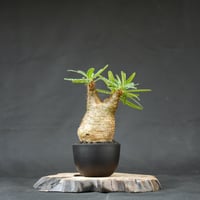 Pachypodium rosulatum var. gracilius / パキポディウム グラキリス 【発根済】