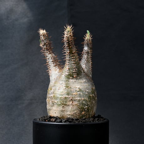 Pachypodium rosulatum var. gracilius / パキポディウム グラキリス 【発根済】