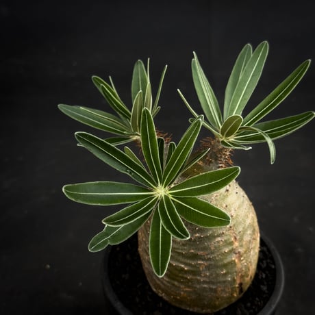 Pachypodium rosulatum var. gracilius / パキポディウム グラキリス 【微発根】