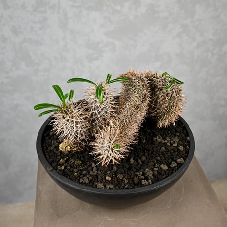Pachypodium lamerei cristata / パキポディウム ラメリー クリスタータ 綴化 【自根】