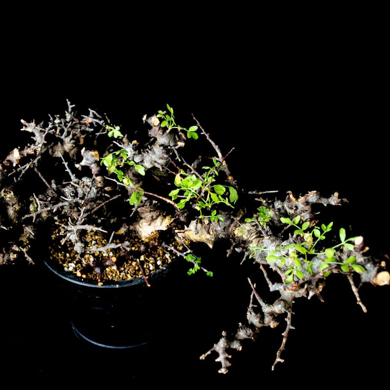 特大】Commiphora sp. somalia eyl / コミフォラ エイル (微発根