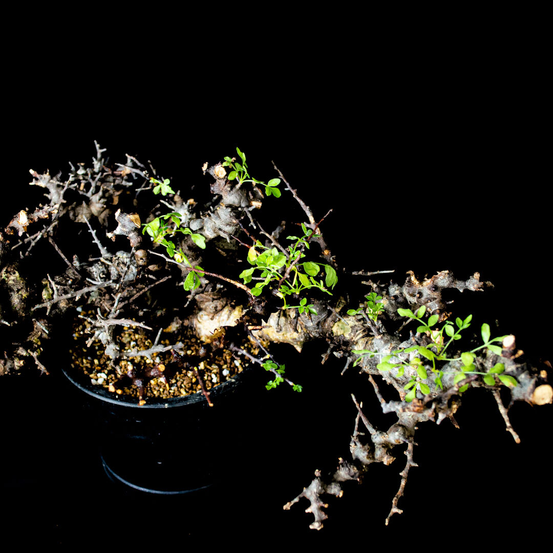特大】Commiphora sp. somalia eyl / コミフォラ エイル (微発根 特大】Commiphora sp. somalia eyl / コミフォラ エイル (微発根