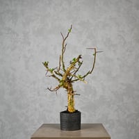 Commiphora myrrha / コミフォラ ミルラ 【発根済】 ＋ 信楽焼
