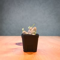 Pachypodium ' Densicaule ' / パキポディウム デンシカウレ 恵比寿大黒 (恵比須大黒)【微発根】