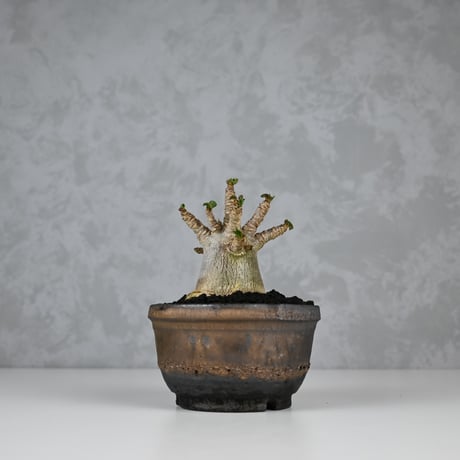 Adenium arabicum 'D.H.A.' / アデニウム アラビカム 獅子葉  【発根済】+ 信楽焼