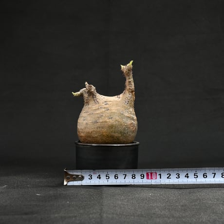 【Premium Line】 Pachypodium rosulatum var. gracilius / パキポディウム グラキリス 【発根済】 + Vintage 【後藤 瑞葉】
