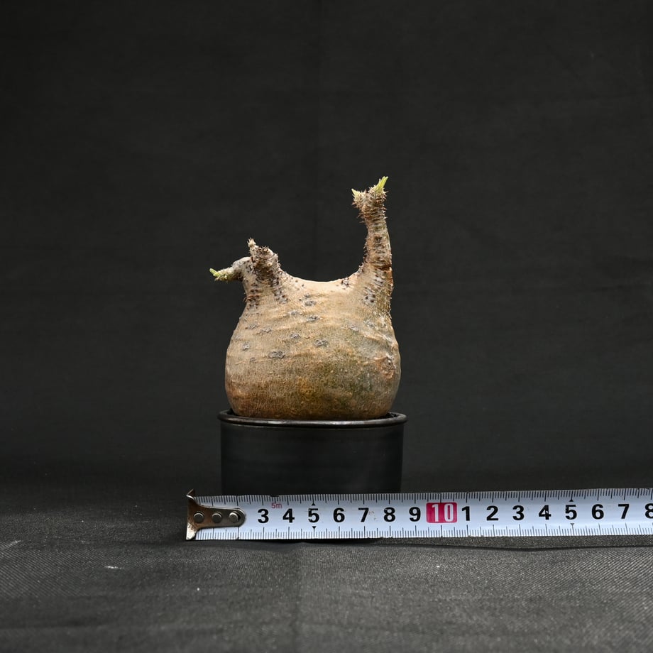 6622172bb456380031029a11