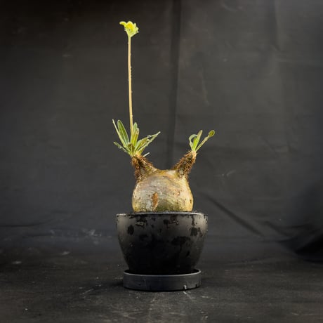 【選抜】 Pachypodium rosulatum var. gracilius / パキポディウム グラキリス 【微発根】