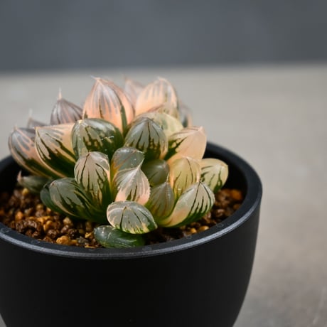 Haworthia cooperi var. truncata 'Black Obtusa' f. variegata / ハオルチア ブラック オブツーサ 錦