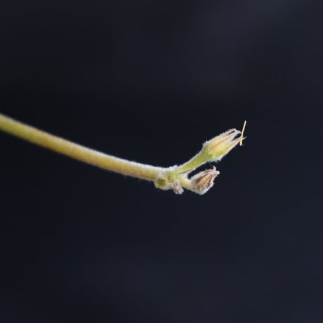 Pachypodium rosulatum var. gracilius / パキポディウム グラキリス 【発根済】