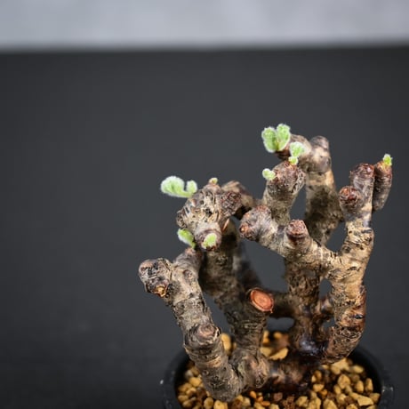 Pelargonium mirabile / ペラルゴニウム ミラビレ 【枝挿】【微発根】