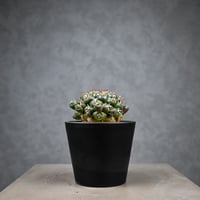 Coryphantha elephantidens / コリファンタ 短刺象牙丸 仔吹き