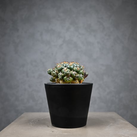 Coryphantha elephantidens / コリファンタ 短刺象牙丸 仔吹き