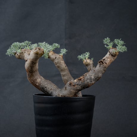 Monsonia multifida  (Sarcocaulon multifidum) / モンソニア ムルチフィダ (サルコカウロン ムルチフィズム) 【微発根】