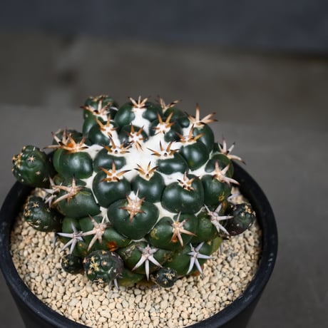 Coryphantha elephantidens / コリファンタ 短刺象牙丸 仔吹き